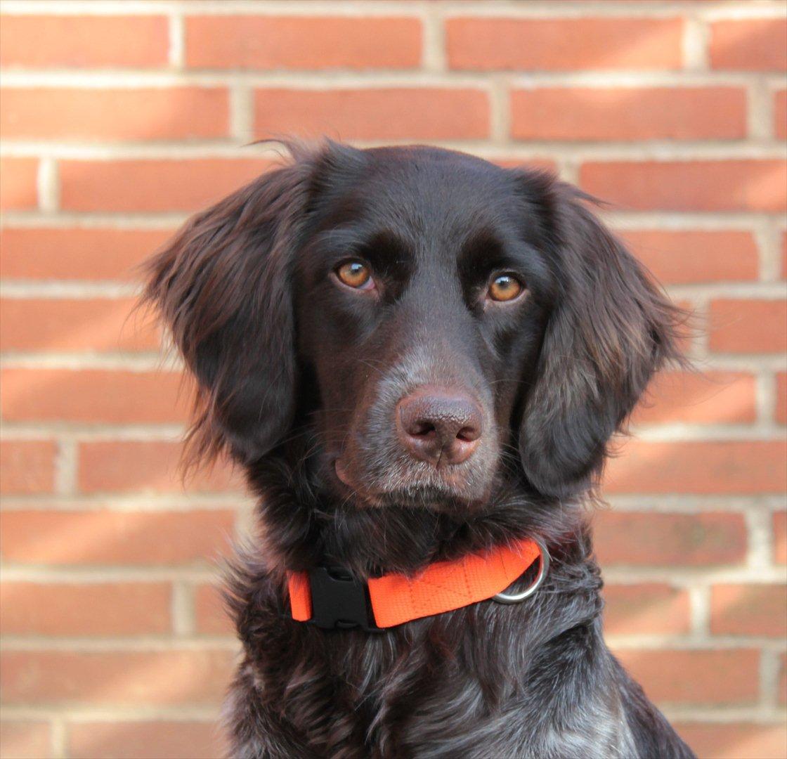 Kleiner münsterländer Løvmosen´s Tikka billede 1