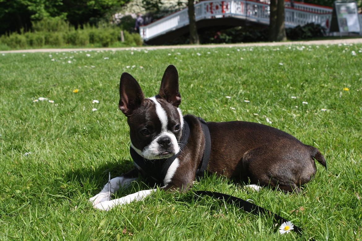 Boston terrier Alba billede 4