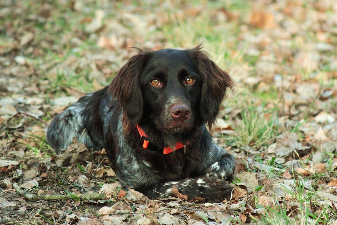 Kleiner münsterländer Løvmosen´s Tikka billede 12