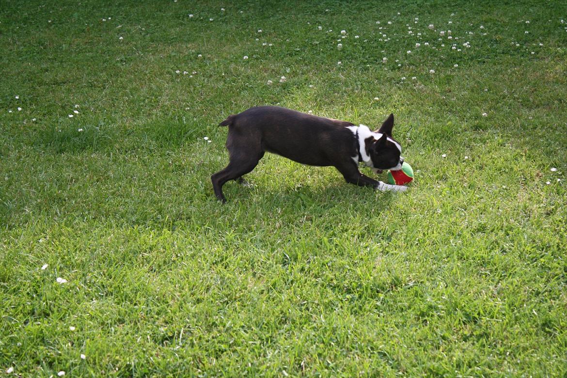Boston terrier Alba billede 5