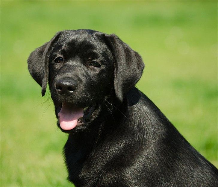 Labrador retriever Labrander Liva (Maggie) billede 1