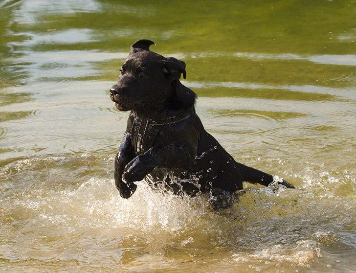 Labrador retriever Labrander Liva (Maggie) billede 2