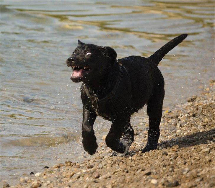 Labrador retriever Labrander Liva (Maggie) billede 3