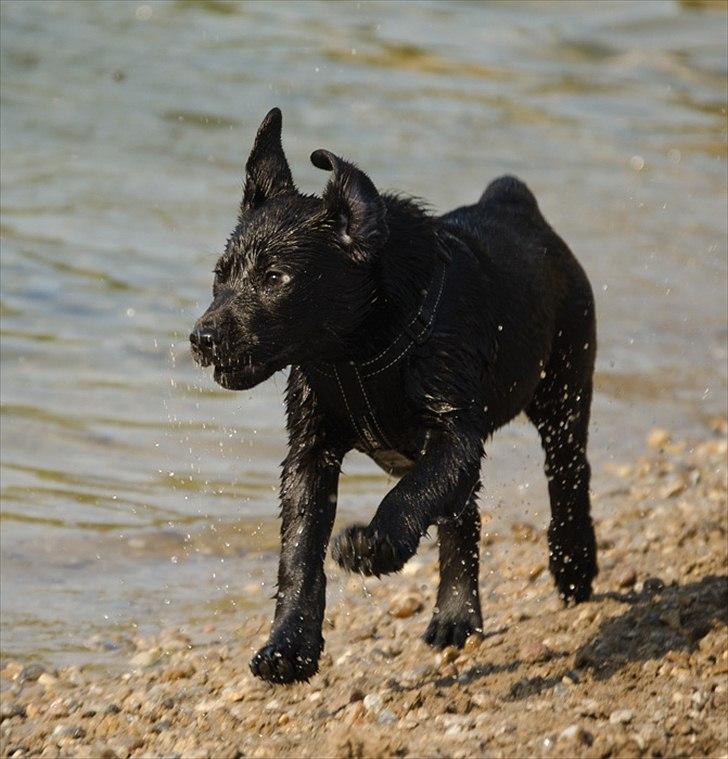 Labrador retriever Labrander Liva (Maggie) billede 4