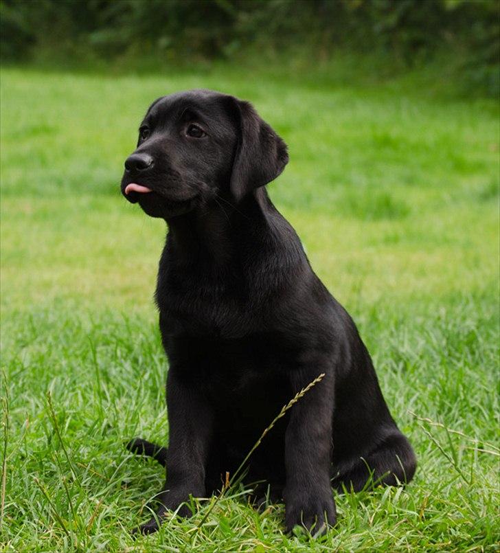 Labrador retriever Labrander Liva (Maggie) billede 5