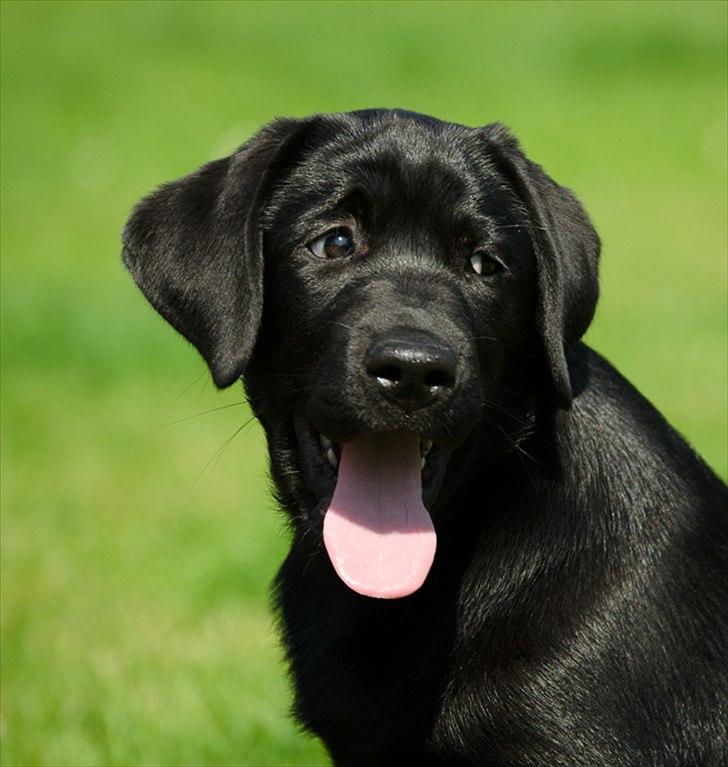 Labrador retriever Labrander Liva (Maggie) billede 6