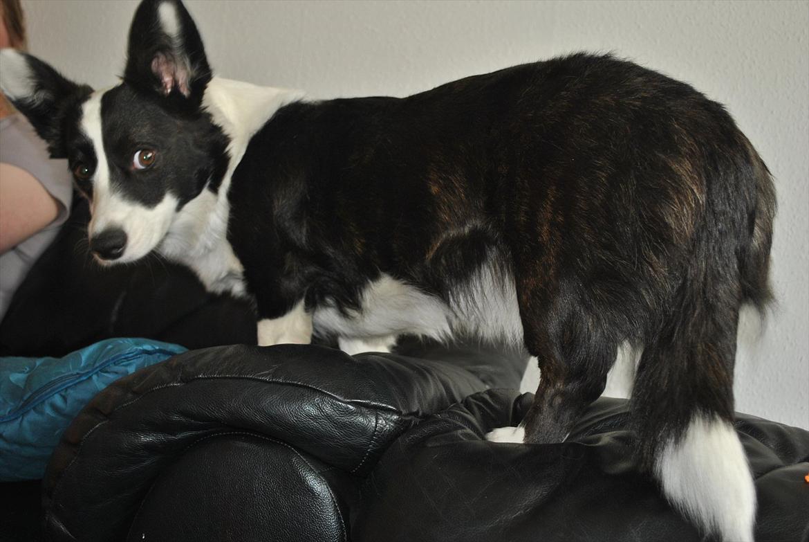 Welsh corgi cardigan Team Løvendahl´s Elli - Hey!! Du skal ikke tage billeder af min nummi!! billede 14