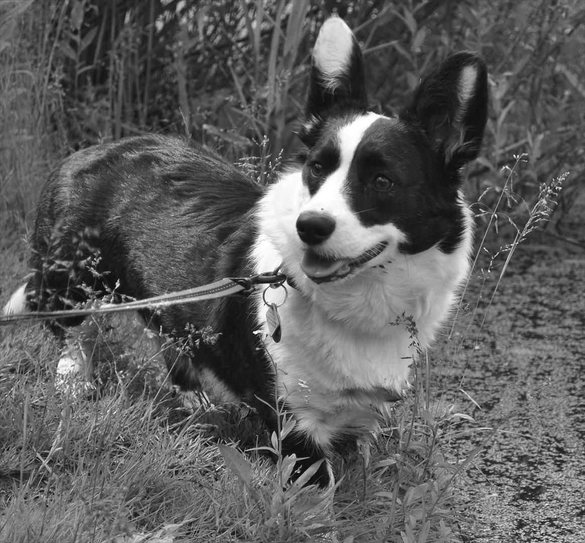 Welsh corgi cardigan Team Løvendahl´s Elli billede 17