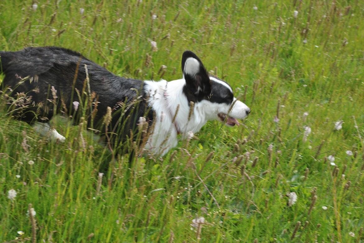 Welsh corgi cardigan Team Løvendahl´s Elli billede 15