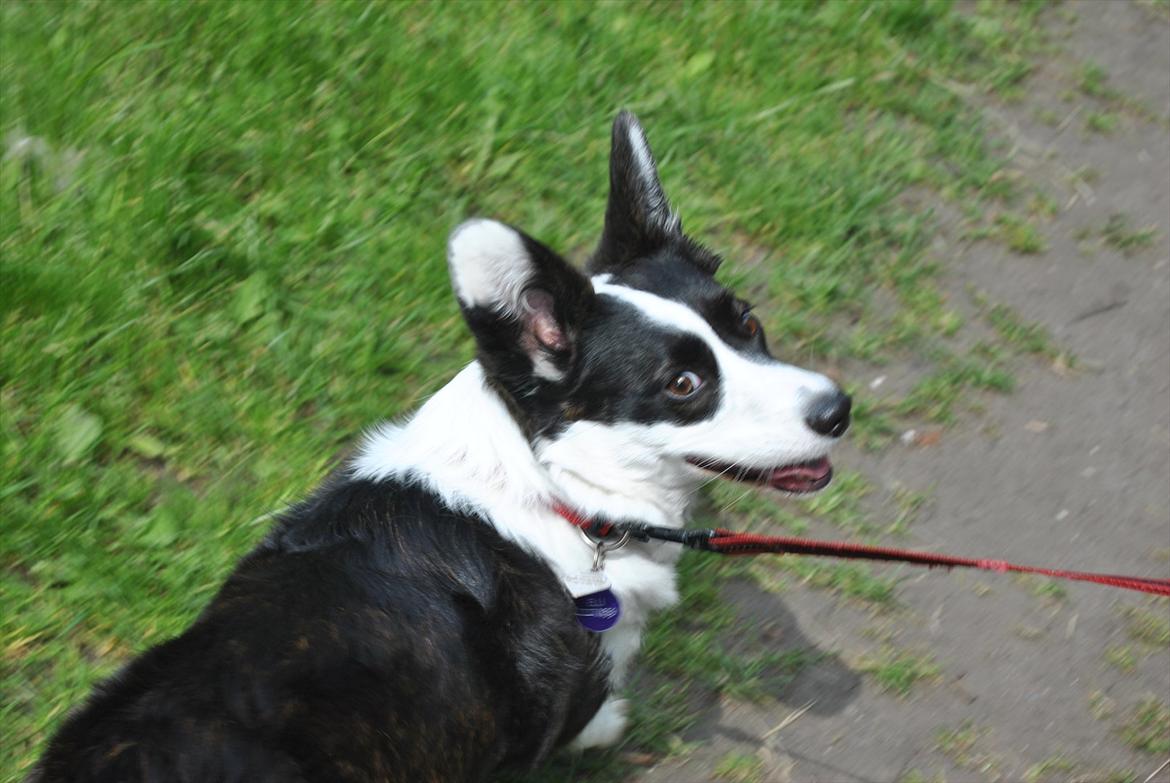 Welsh corgi cardigan Team Løvendahl´s Elli - Hej du! billede 16