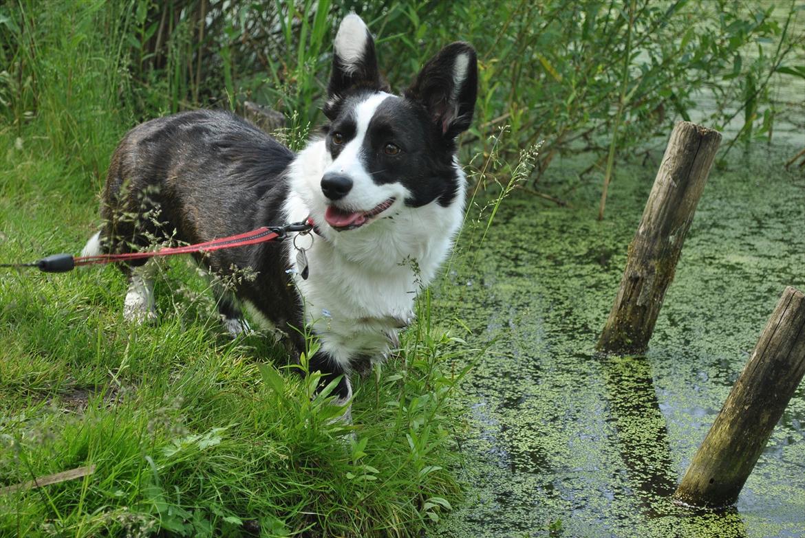 Welsh corgi cardigan Team Løvendahl´s Elli billede 1