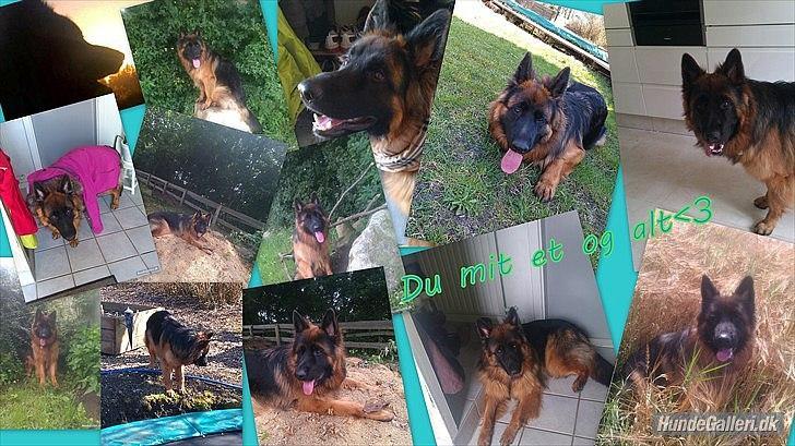 Schæferhund (langhåret)Egåen's Bosco<33 - Du mit et og alt<333

lavet af:(-: >>!! Team superman!! << :-) . billede 16