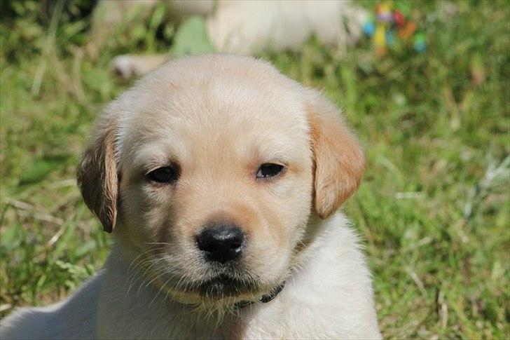 Labrador retriever Rica - jeg er bare helt vild med min lille prinsesse <3 <3
 billede 8