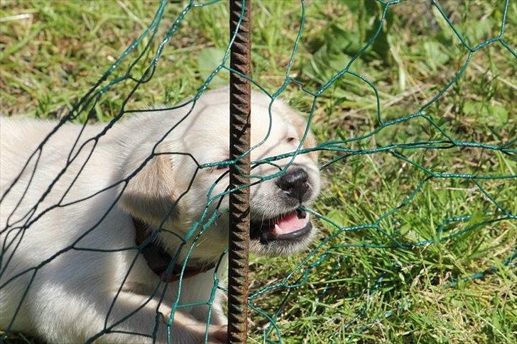 Labrador retriever Rica - som i kan se elsker hun også at bide i ting ;D ;D <3 <3. Men jeg elsker hende alligevel <3  billede 9
