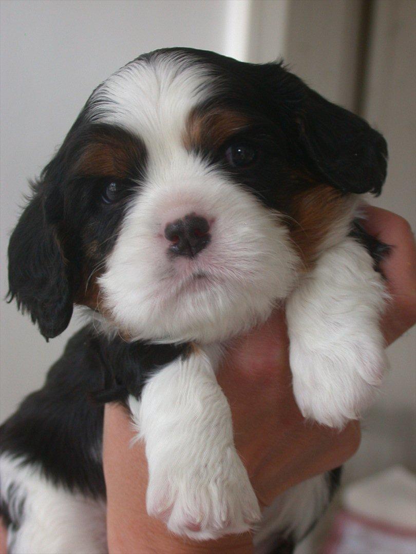 Cavalier king charles spaniel Funkel´s Lord Harley - vores søde harley billede 1