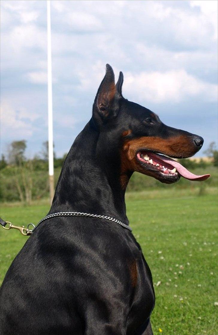 Dobermann E'Hiram Elite House - E'Hiram Elite House, 3 år gammel. billede 1