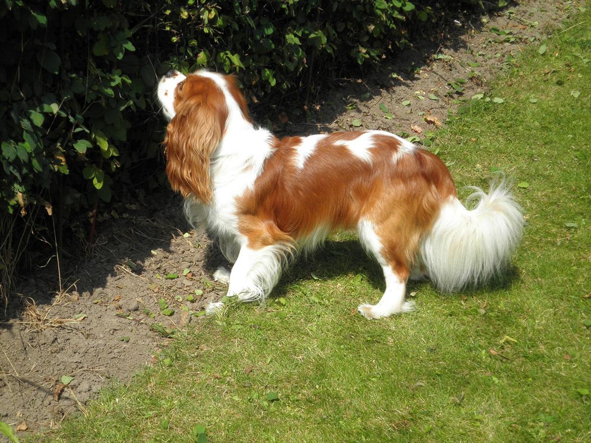 Cavalier king charles spaniel Gizmo - Hvad mon der gemmer sig på den anden side af hækken? billede 2