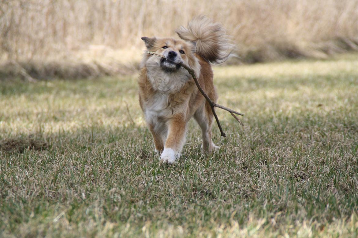 Islandsk fårehund ~*Lady*~ - Haha!! Dejlige hund!! <3 billede 19