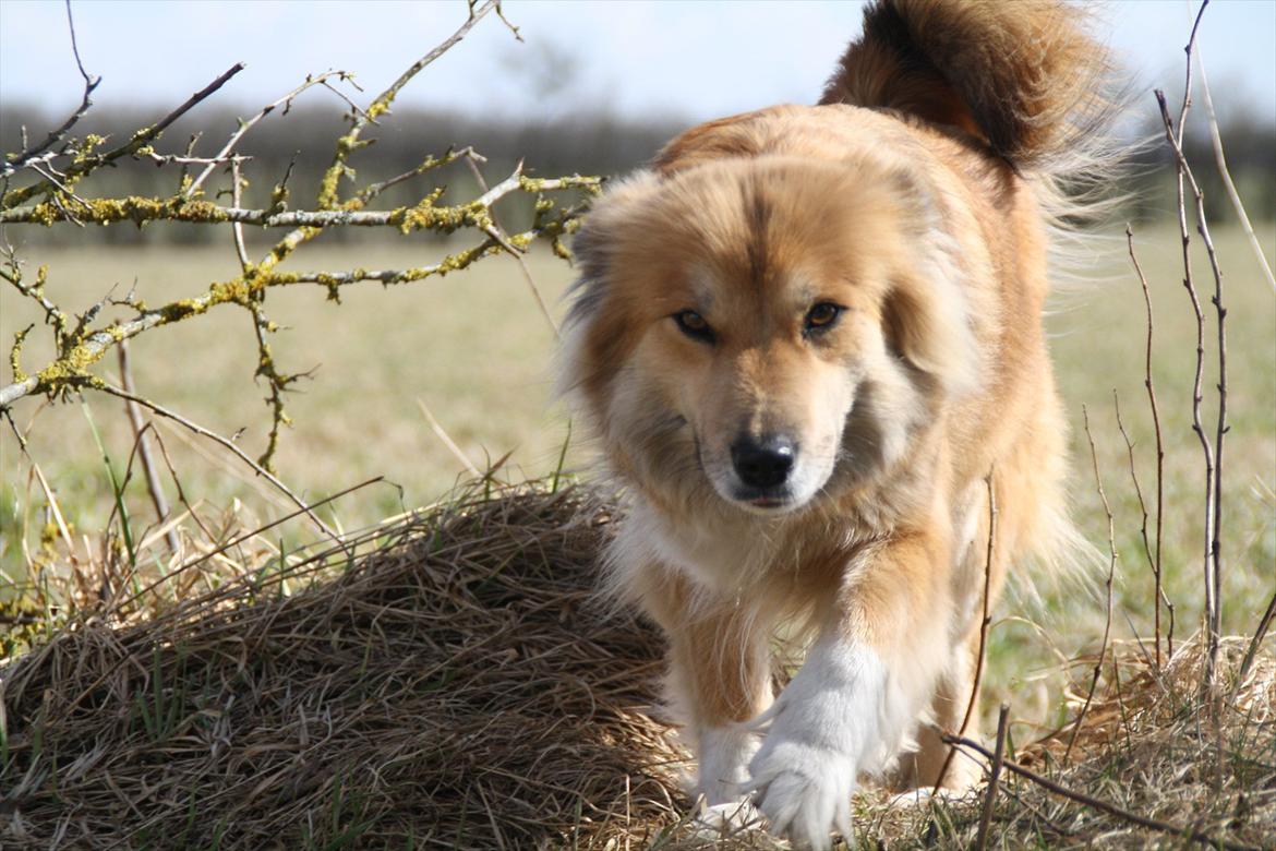 Islandsk fårehund ~*Lady*~ - Velkommen til Lady's profil!!  :D billede 1