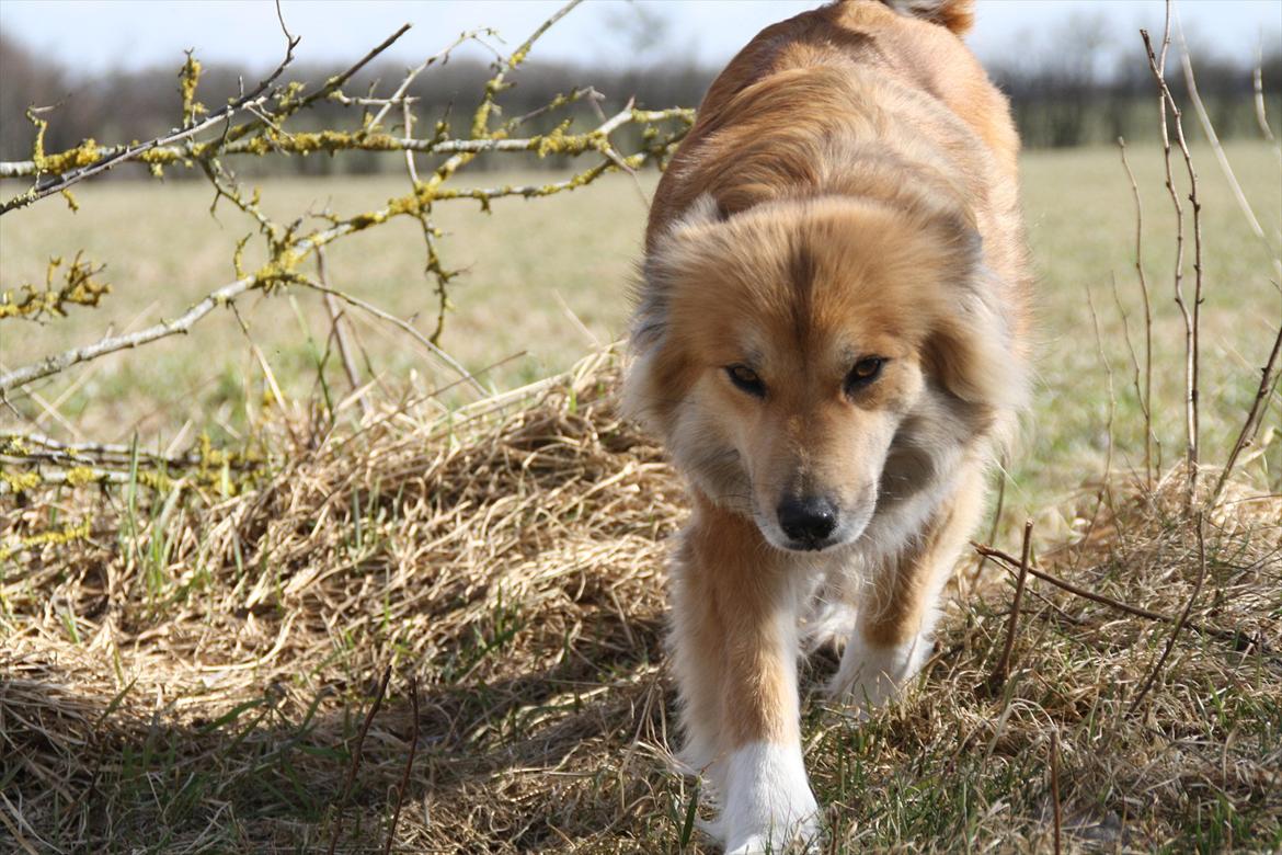 Islandsk fårehund ~*Lady*~ - Smukke!! billede 12