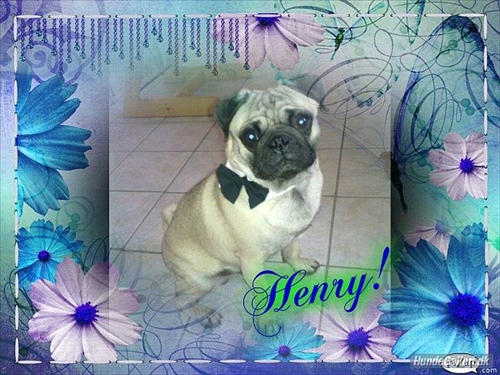 Mops Henry billede 20