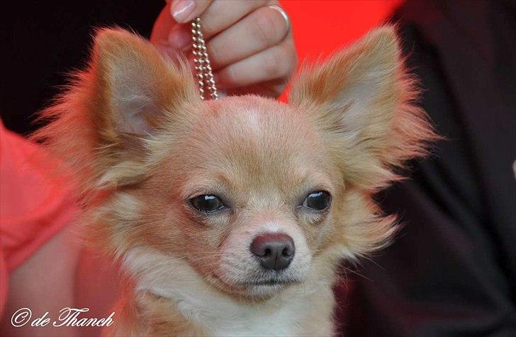 Chihuahua Chiboel's Dancing Joey - 8½ mdr. billede 1