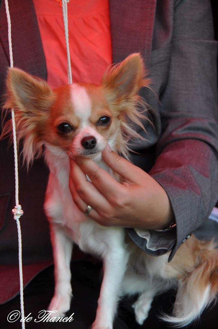 Chihuahua Maslaks Ada - 21 mdr. billede 2