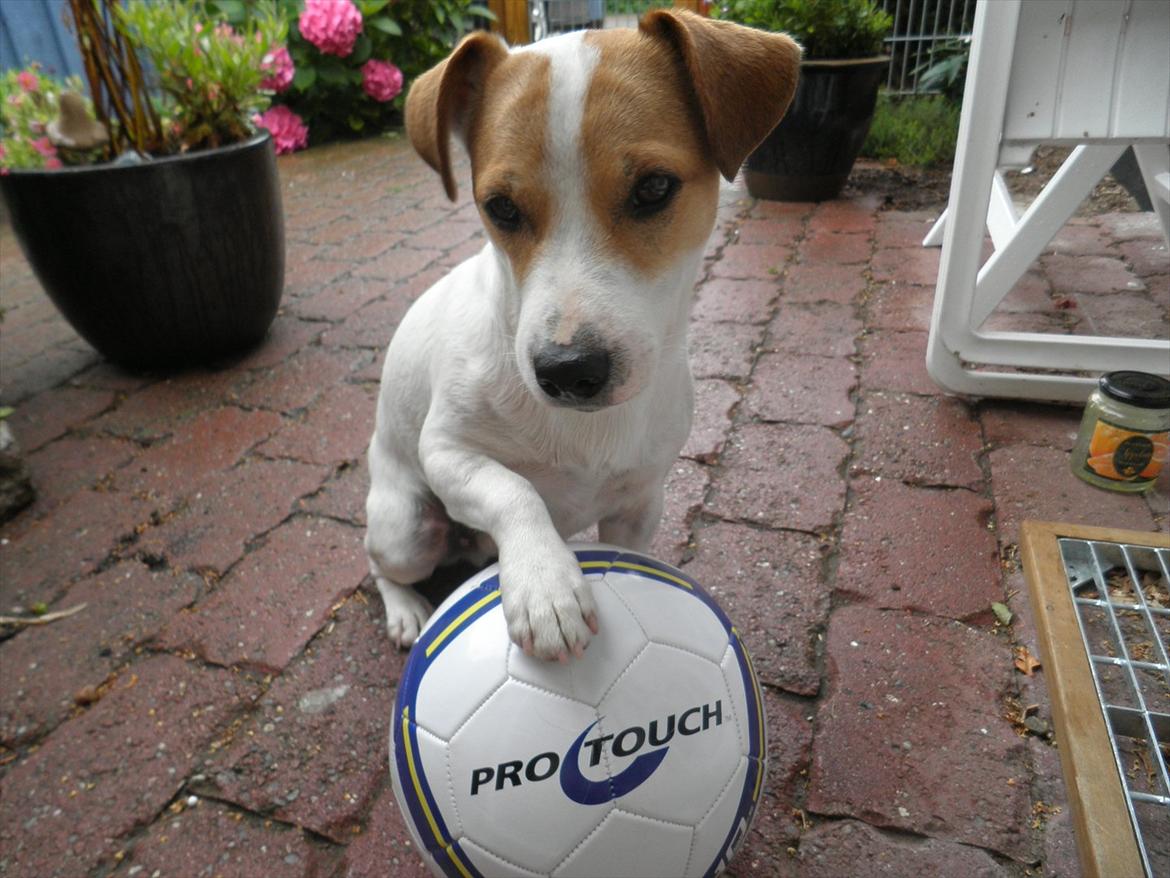 Jack russell terrier Rollo billede 1