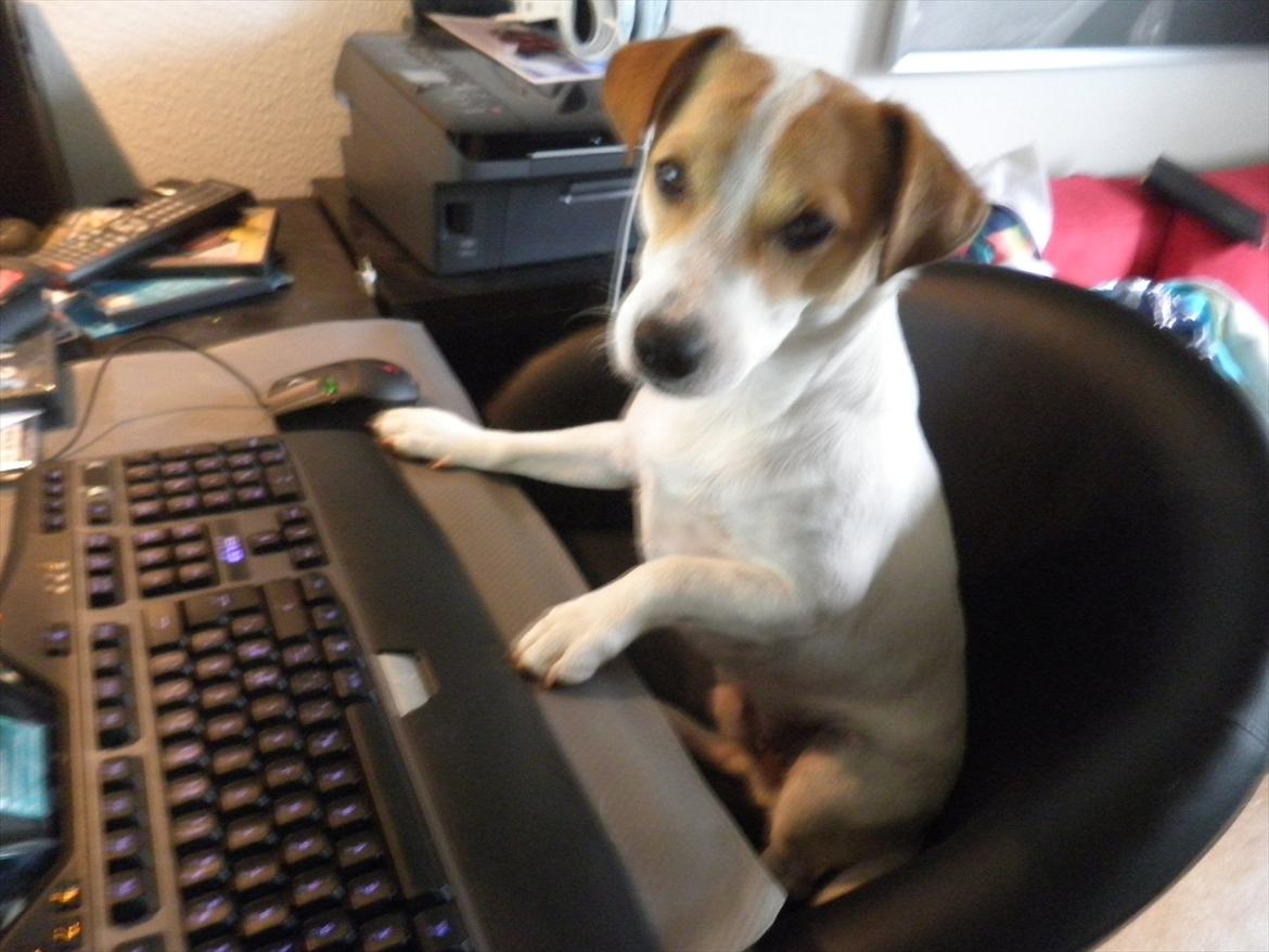 Jack russell terrier Rollo - Du kan prøve om lidt billede 2