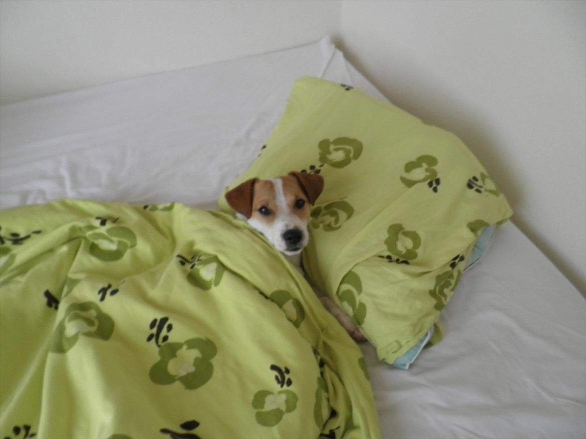 Jack russell terrier Rollo billede 3