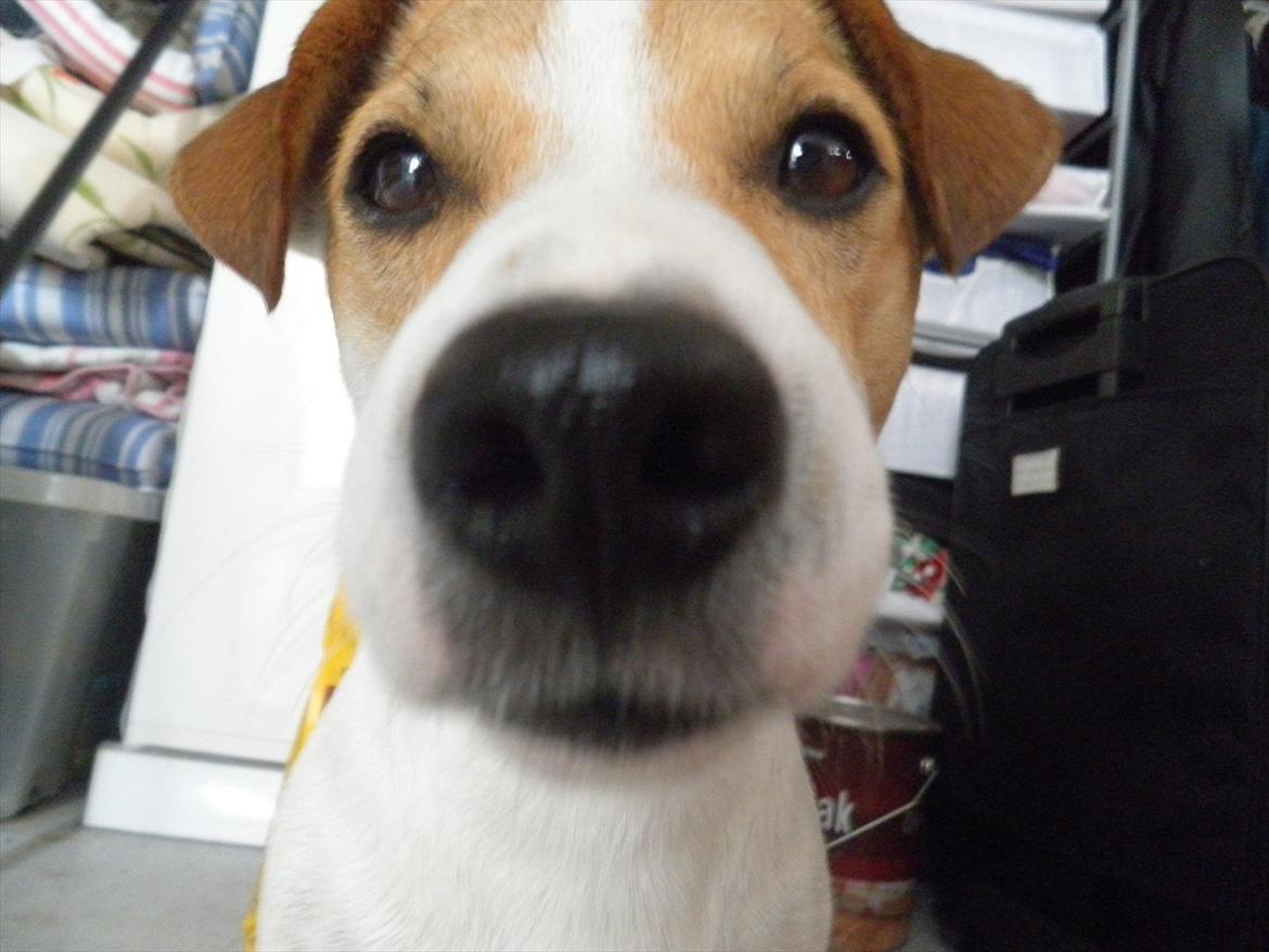 Jack russell terrier Rollo billede 4