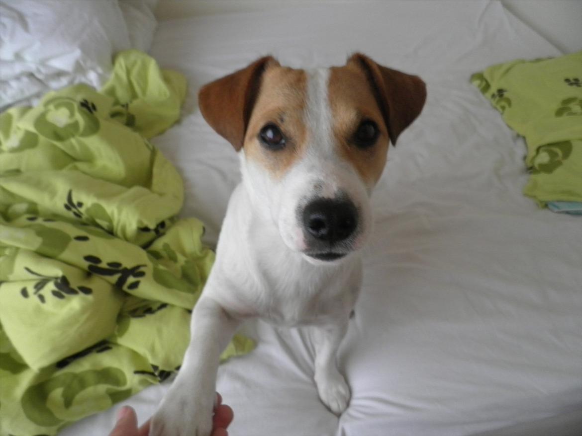 Jack russell terrier Rollo billede 5