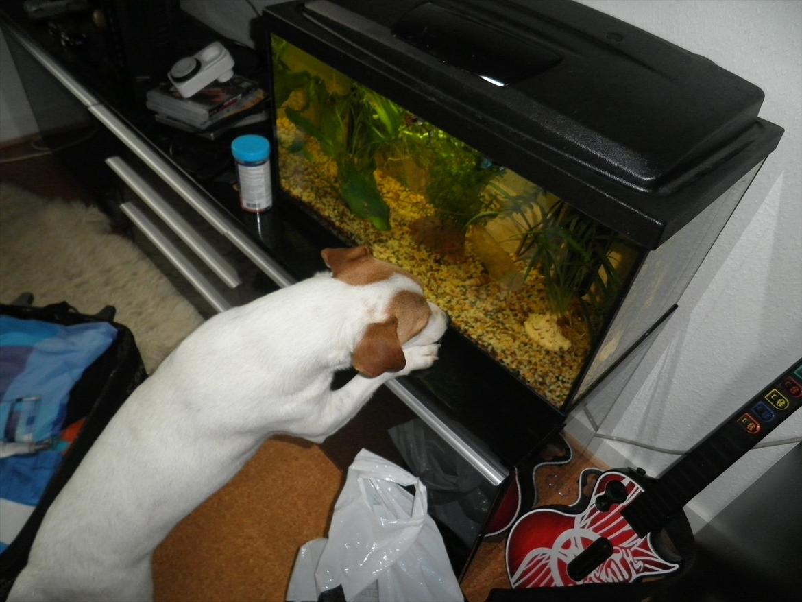 Jack russell terrier Rollo - Hmm er der ikke nået med at fisk kan spises? billede 6