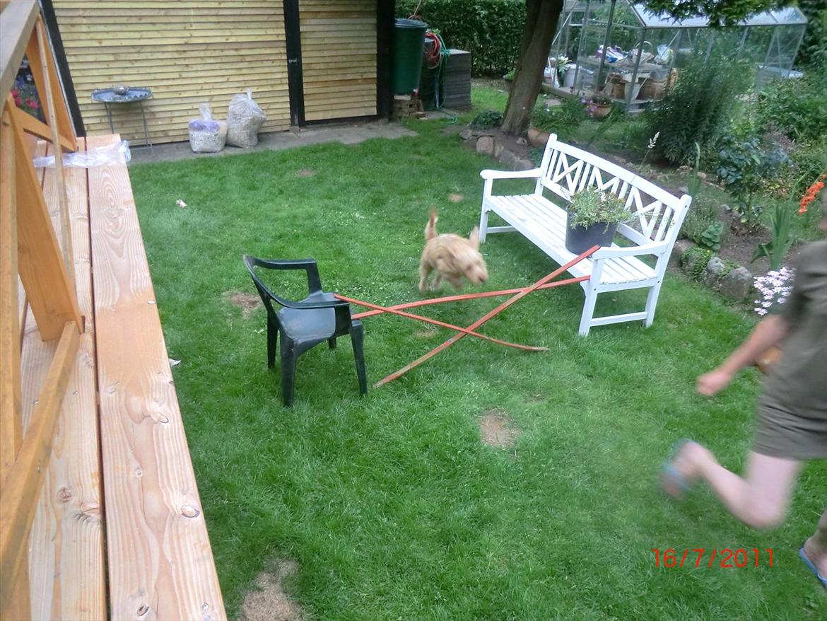 Basset fauve de bretagne Luffe billede 15