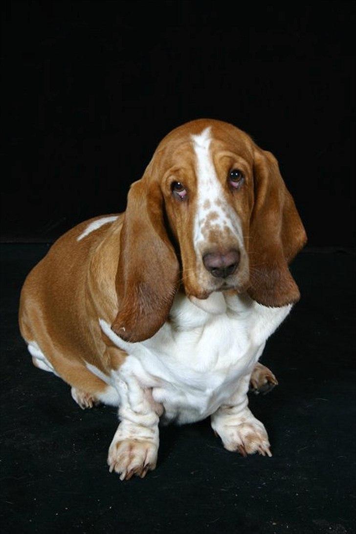 Basset hound Tosca billede 9