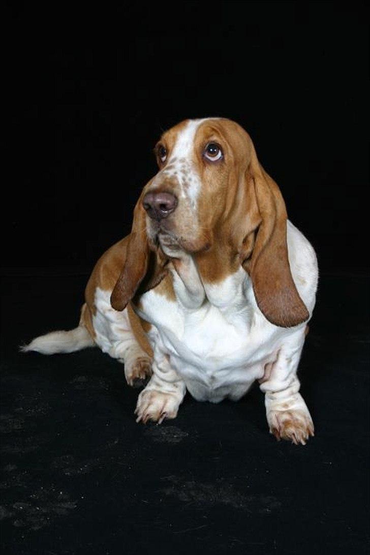 Basset hound Tosca billede 10