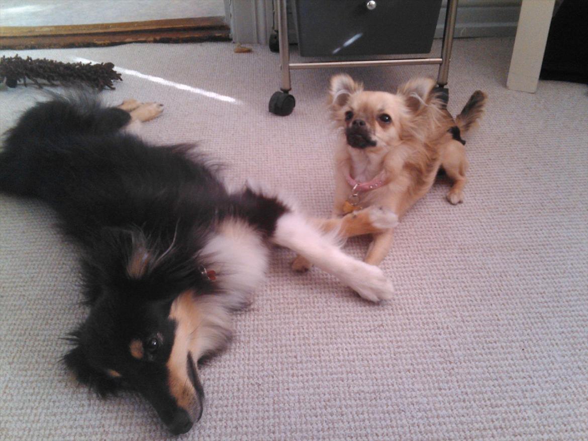 Chihuahua Trille - Trille & Annabell <3 billede 8