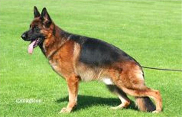 Schæferhund (langhåret)Egåen's Bosco<33 - Paer vom Hasenborn. 
Bosco's far.  billede 17