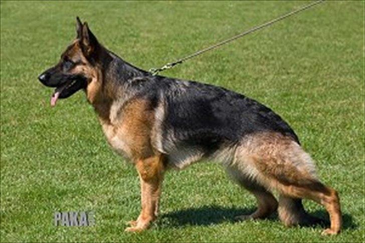 Schæferhund (langhåret)Egåen's Bosco<33 - Kimberhyttens Unik. 
Boscos mor.  billede 18