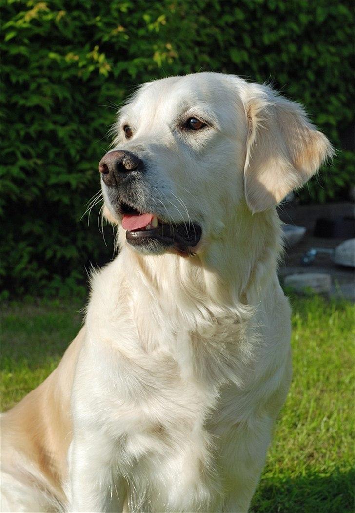 Golden retriever Flashlight Luna - 2010 billede 1