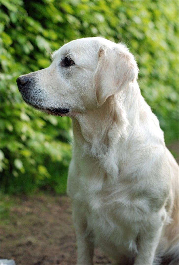 Golden retriever Flashlight Luna - 2010 billede 20