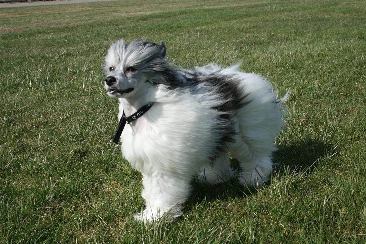 Chinese crested powder puff  Chang Mao: Báisé  - Blæsevejr ved Højer billede 15