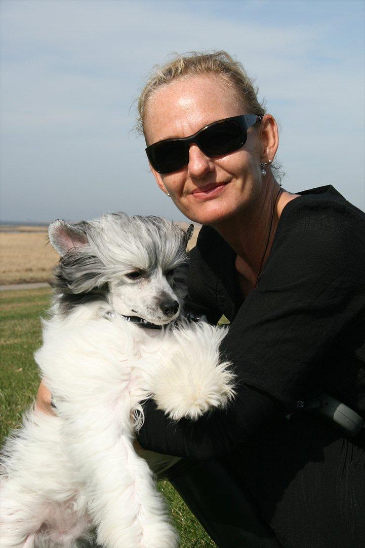 Chinese crested powder puff  Chang Mao: Báisé  - Báisé og "mor" billede 16