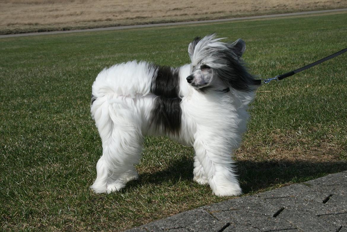Chinese crested powder puff  Chang Mao: Báisé  - På tur ved Højer sluse billede 17