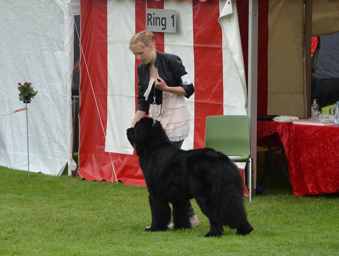 Newfoundlænder Aslan (Newf-line) - Mig og Aslan i juniorhandling :D billede 5