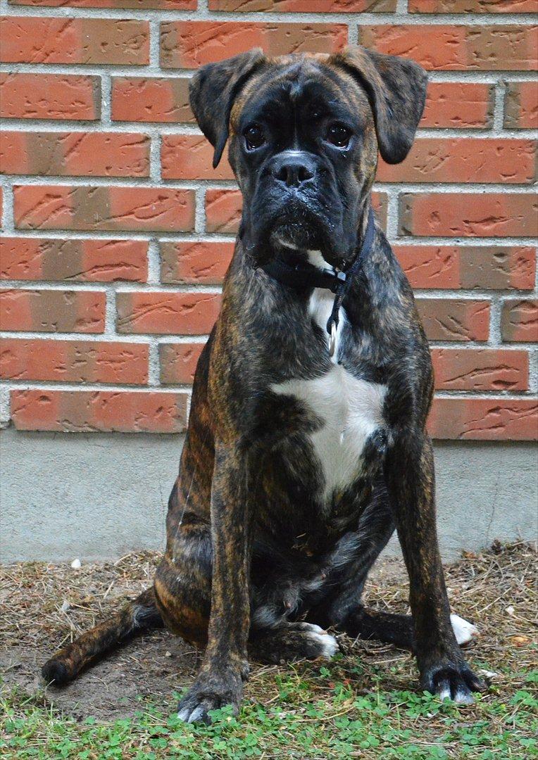 Boxer Bertha billede 1