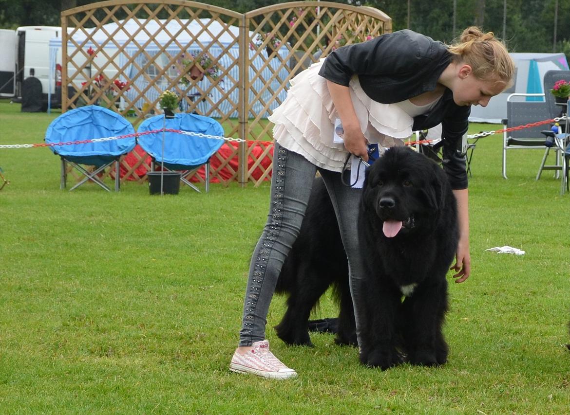 Newfoundlænder Aslan (Newf-line) - Juniorhandling ^^ billede 4