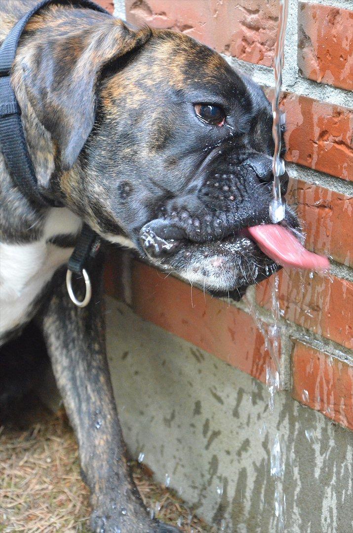 Boxer Bertha billede 2