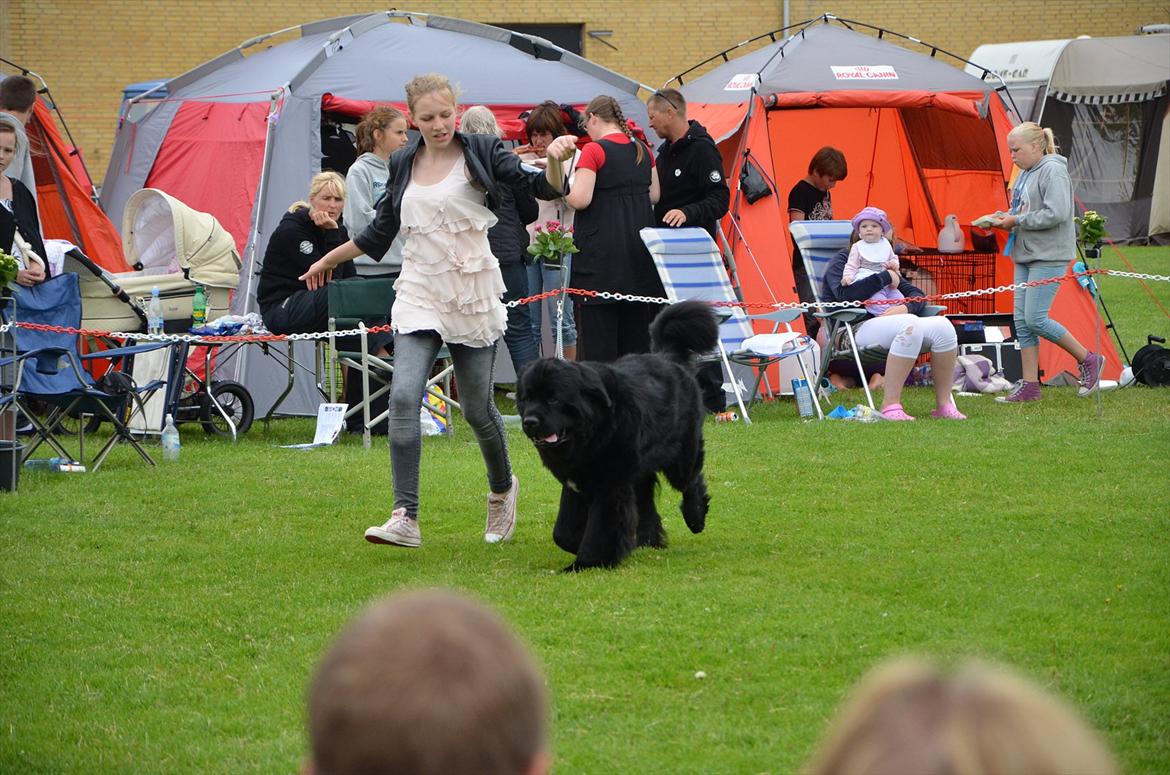Newfoundlænder Aslan (Newf-line) - Juniorhandling :p billede 6