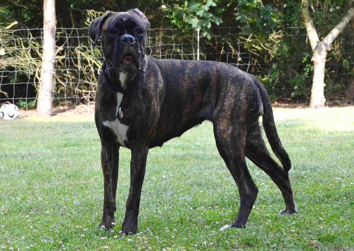 Boxer Bertha billede 3